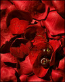 Cherry Rose