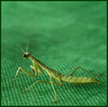 Why?  Because My Son Loves Bugs and Green
