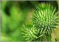 Spiky Green