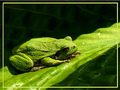 RRRRRibbit!