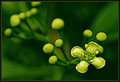 Emergent Green