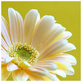 "It is at the edge of a petal that love waits"