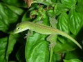 Leafin' Lizard