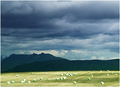 Haymaking