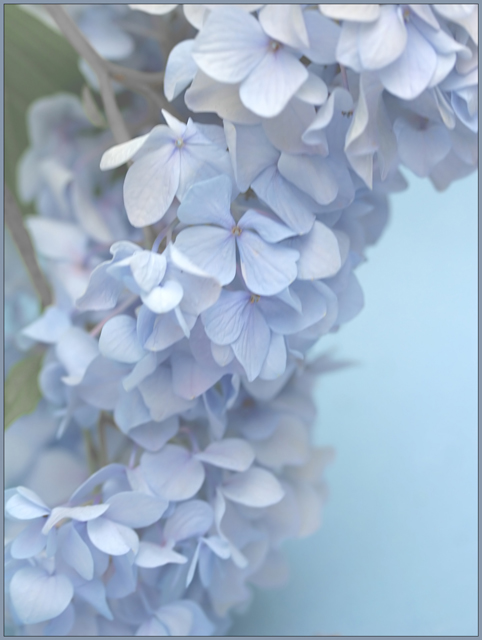 Soft Blue