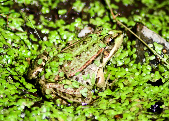 Kermit the frog