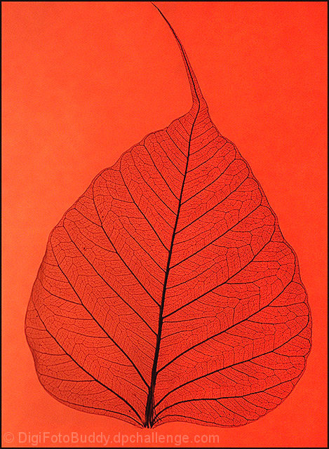 Red Leaf