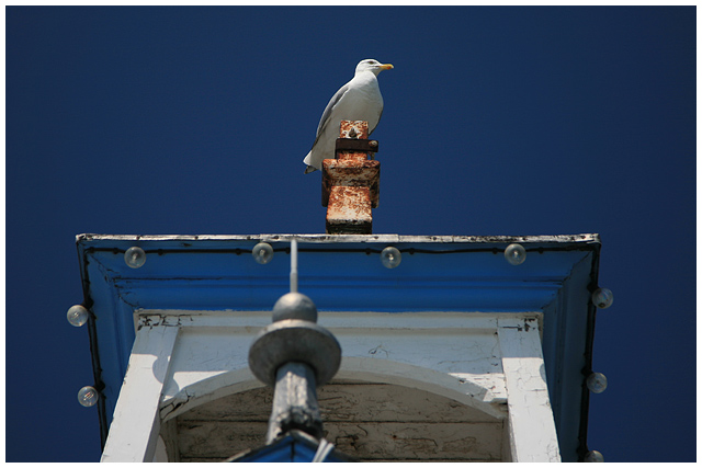 Roof, Bird and Sky