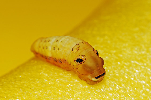 Yellow Papilio Troilus