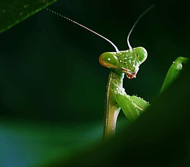 Mantis