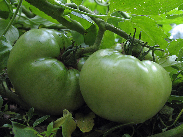 Summer Tomatoes