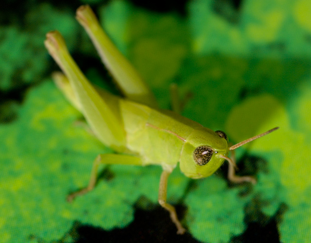 Green on Green