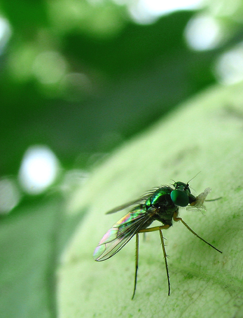 Emerald Assassin