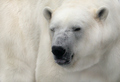 Arctic Majesty