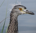 Juvenile Black Crested Night Heron