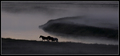 Horses in the mist