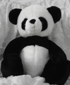 black&white panda