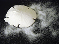 Sand Dollar