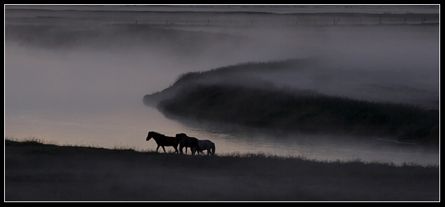 Horses in the mist