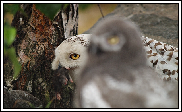 black mouse's the prey of the white owl