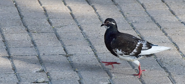 Struttin'