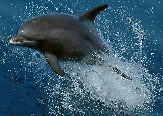 Dolphin