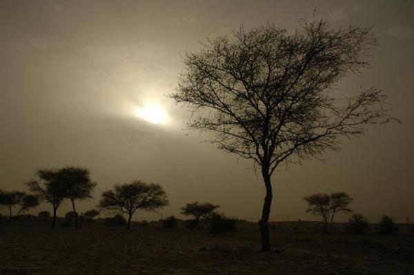 Desert tree