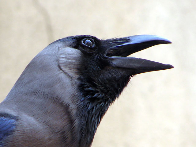 City Bird