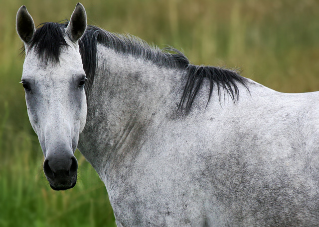 The Old "Grayscale" Mare