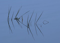 Chopsticks