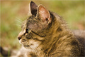Samadhi (effortless concentration)