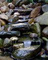 Flow of the Zen