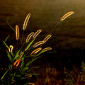 Dawn