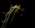Entheogenic Cactus
