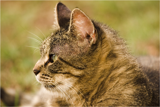 Samadhi (effortless concentration)