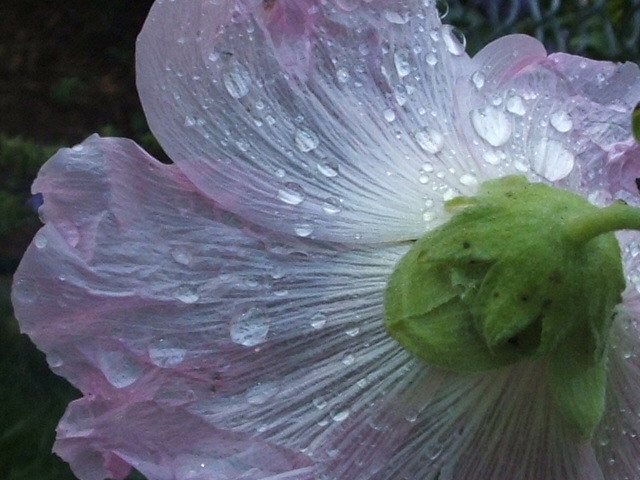 Whispered Drops of Morning Dew