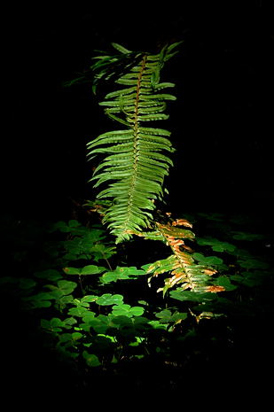 Peaceful Fern Accent