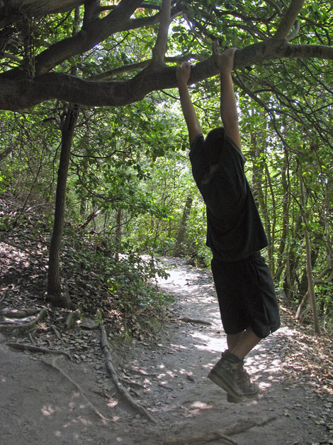 Trees Whispering Along The Path