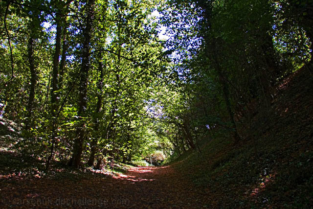 Silence in the woods