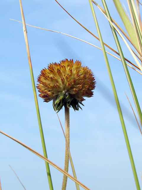 Seedhead