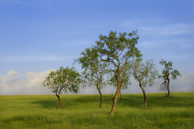 Silent Sentinels