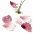 Pieces of flower