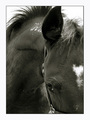 Foal Closeup