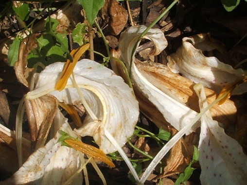 Bits and Pieces of a Dying Flower