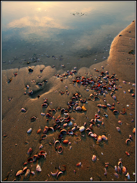 Mudflat, Pebbles, Shells — Sundown