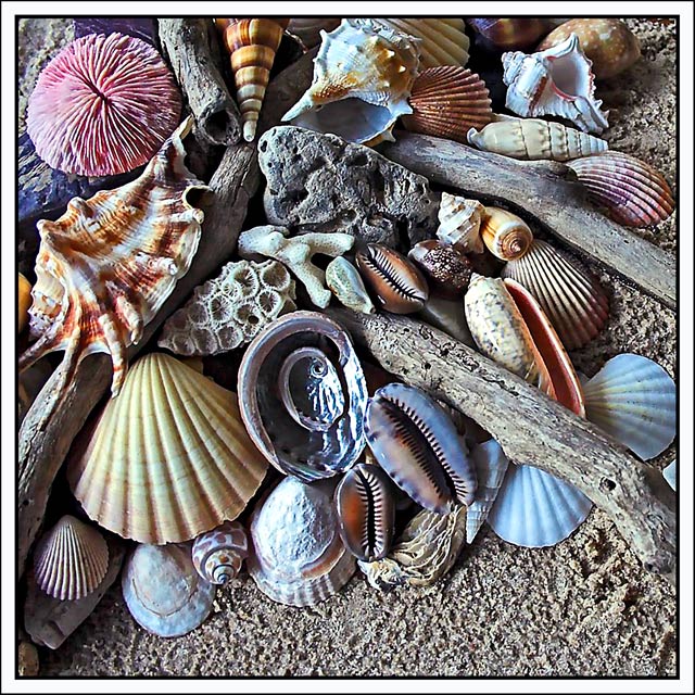 My Seashell Collection