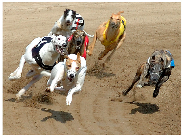 Greyhound Racing
