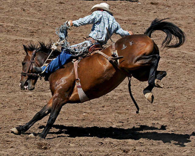 Ride 'em, Cowboy!
