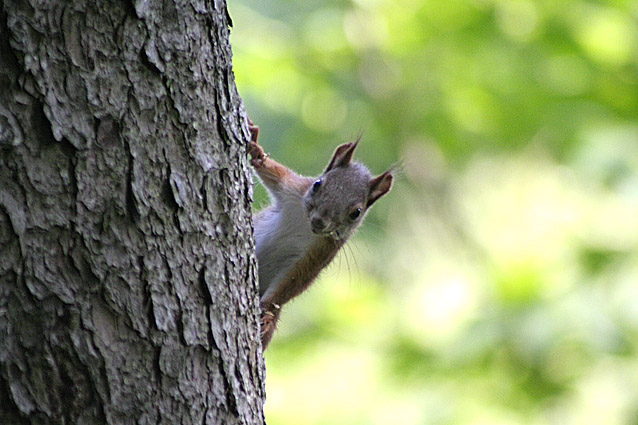 'Walking' On The Trees