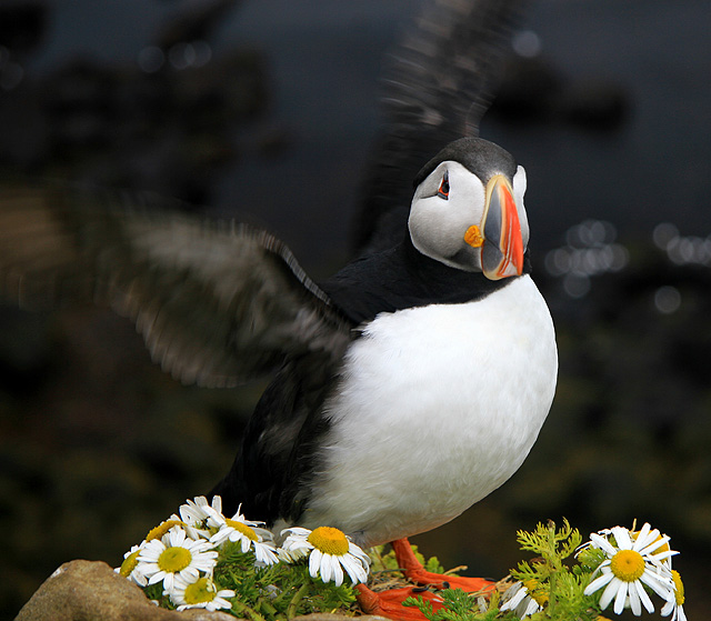 Arctic puffin